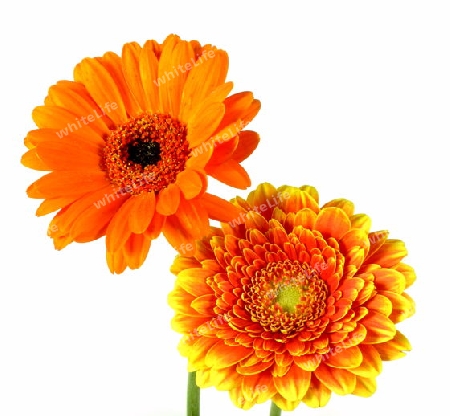 Gerbera