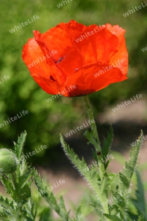 Roter Mohn