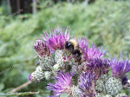 Hummel auf Distel IV