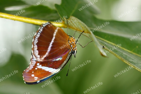 Schmetterling