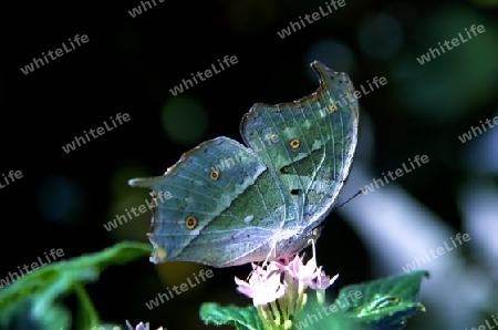 Blattschmetterling