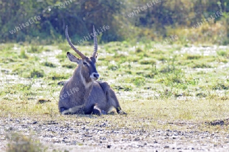 Wasserbock (Kobus ellipsiprymnus) maenliches Tier,  am fruehen Morgen im Gegenlicht, Masai Mara, Kenia