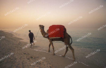 Ein Sandstrand auf der Insel Jierba im Sueden von Tunesien in Nordafrika.