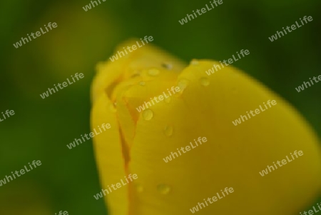 Wassertropfen auf gelber Bl?te