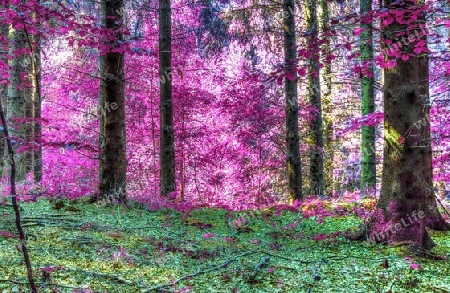 Beautiful pink and purple infrared panorama of a countryside landscape with a blue sky.