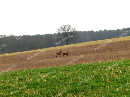 Rehe auf Feld