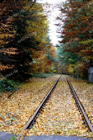 Schienen im Herbst railroad tracks in the fall