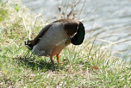 Osterputz