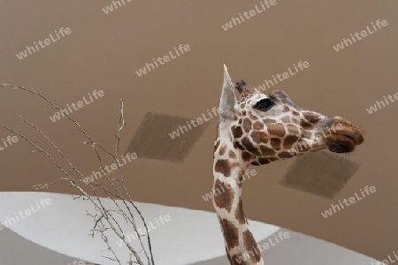 Giraffe mit Zweig