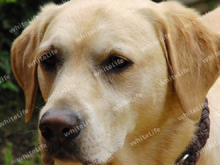 Hund Labrador