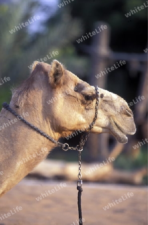 a camel in the city of Dubai in the Arab Emirates in the Gulf of Arabia.