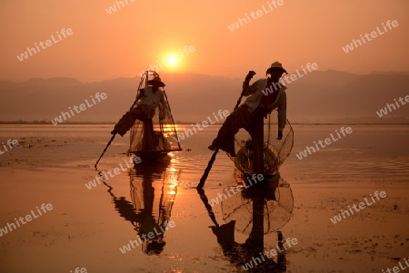 Fishermen at sunrise in the Landscape on the Inle Lake in the Shan State in the east of Myanmar in Southeastasia.