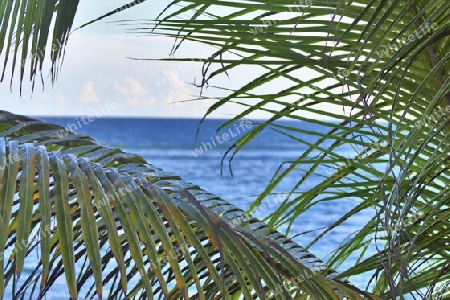 Beautiful palm trees at the beach on the tropical paradise islands Seychelles