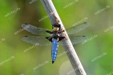 Plattbauch M?nnchen  (Libellua depressa)