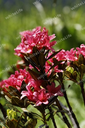 Rostblaetrige Alpenrose, Rhododendron ferrugineum