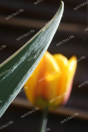 Tulpenblatt