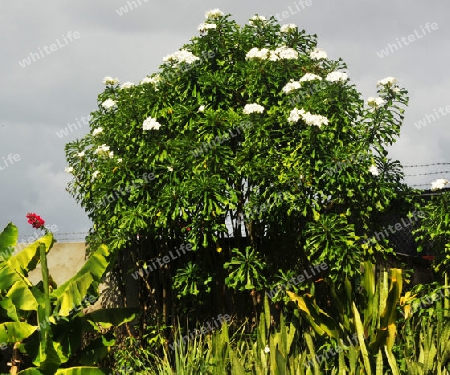 Frangipani - Plumeria alba