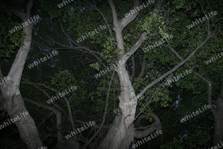 chinesischer Baum bei Nacht