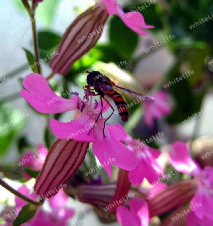 Insekt auf Blume