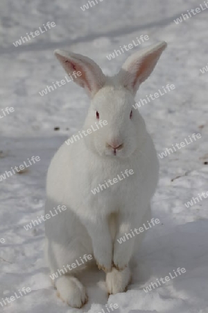 Kaninchen