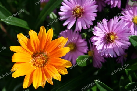 Gazanie (Gazania splendens) mit Herbstastern