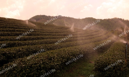 Die Landschaft mit Tee Plantagen beim Bergdorf Mae Salong in der Huegellandschaft noerdlich von Chiang Rai in der Provinz Chiang Rai im Norden von Thailand in Suedostasien.