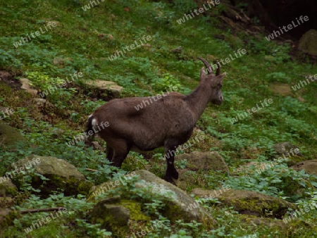 Steinbock im Wald