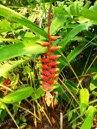 Helikonie (Heliconia)