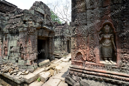 The Temple of  Ta Prohm in the Temple City of Angkor near the City of Siem Riep in the west of Cambodia.