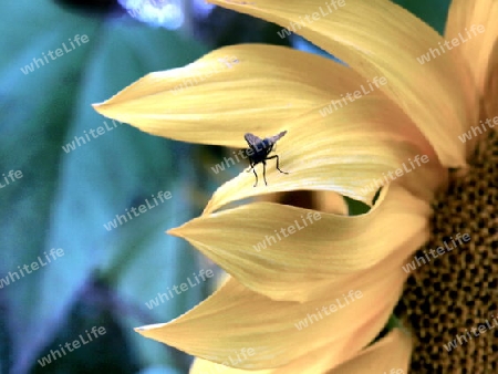 Fliege auf Sonnenblume