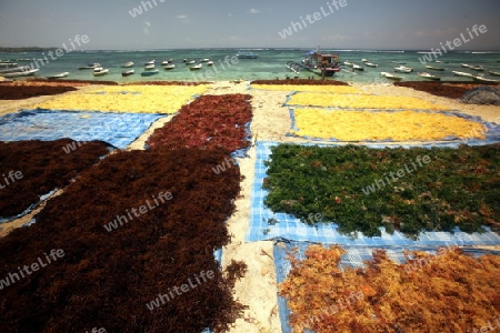 Die Ernte in der Seegrass Plantage auf der Insel Nusa Lembongan der Nachbarinsel von Bali, Indonesien.