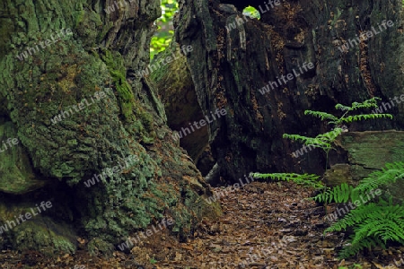  ca. 600 Jahre alte Buche, Fagus, Urwald Sababurg, Hessen, Deutschland