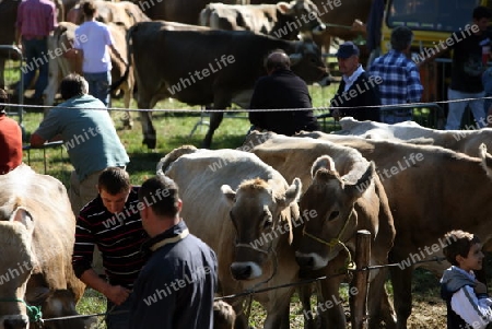 the traditional cow Market in the Farmer Village of Armeno near the Fishingvillage of Orta on the Lake Orta in the Lombardia  in north Italy. 