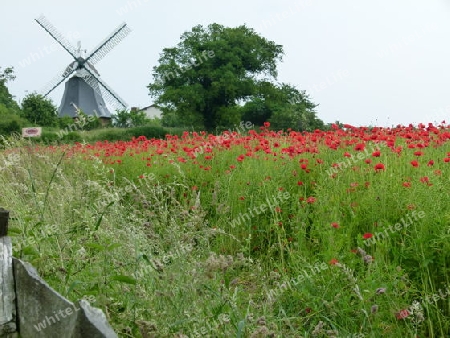 M?hle mit Mohn