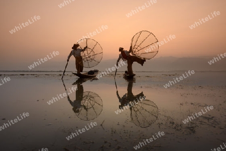 Fishermen at sunrise in the Landscape on the Inle Lake in the Shan State in the east of Myanmar in Southeastasia.