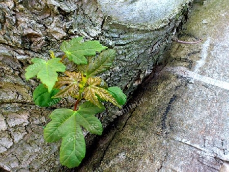 Gef?llter Baum lebt weiter. Einfach bewundernswert!