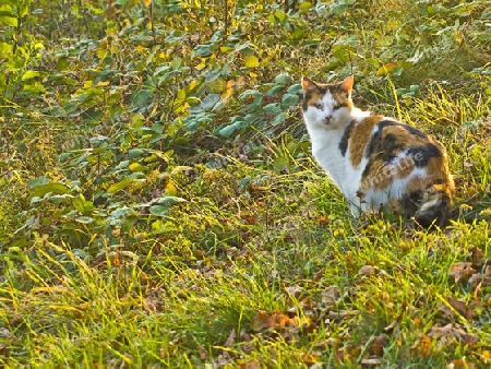 Katze im Abendlicht