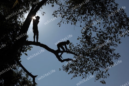 Knaben springen von einem Baum ins Wasser des Mekong River bei Luang Prabang in Zentrallaos von Laos in Suedostasien.