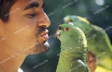 Tropical Birds in the town of Copan in Honduras in Central America,