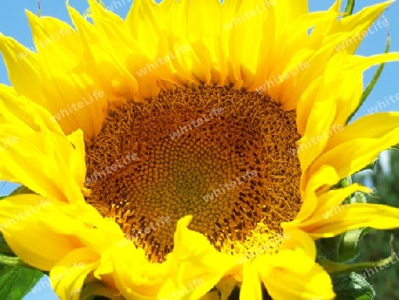 Sonnenblume