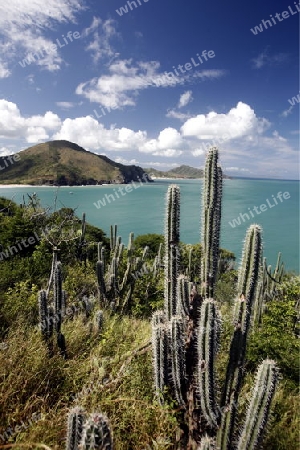 Suedamerika, Karibik, Venezuela, Isla Margarita, Pedro Gonzalez, Playa Pedro Gonzalez, Beach, Strand, Bucht,  Ferien, Traumstrand, Idylle, Landschaft, Sicht vom Leuchtturm, Kaktus, Natur