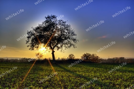 Baum in der Abendsonne