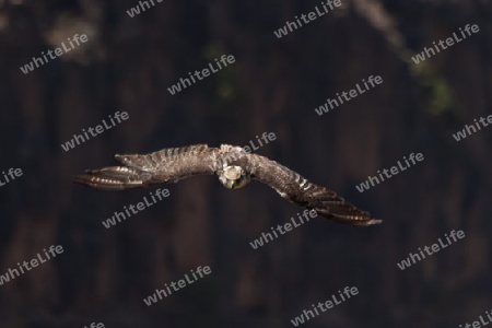 Adler beim ?bungsflug - Falknerei