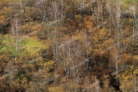 Laubwald eins