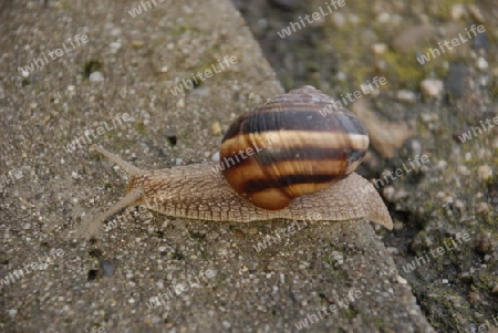 Snail