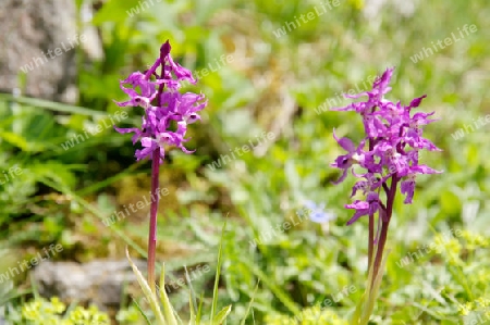 Orchideen in Bergwiese