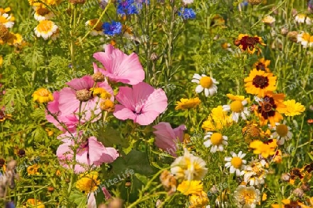 bunte Blumenwiese