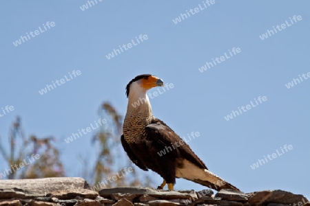 Adler in Falknerei 