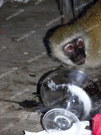 Frecher, Affe, Gr?ne, meerkatze, Gr?ne Meerkatze, beim, Eis, essen, Afrika, Diani, Beach, Kenia, Kenya