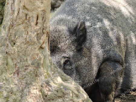 Wildschwein